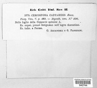 Cercospora capparidis image